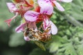 Honey Bee Apis feeding on Pelargonium graveolens Rose scented geranium Wild flowers during spring