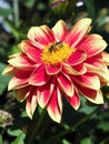 Honey bee feeding on red and yellow dahlia flower Royalty Free Stock Photo