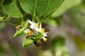 Honey bee or Apis florea bee flying collecting pollen and nectar over white flower of lime tree in blur green leaves background.