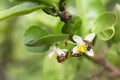 Honey bee or Apis florea bee flying collecting pollen and nectar over white flower of lime tree in blur green leaves background.