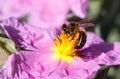 Honey bee apis melifera over flower macro detail wide