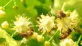 Honey bee, apis melifera, pollinating blooming tree blossoms, close up