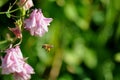 Honey bee Apis melifera pollinating some flowers