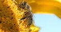 Honey Bee, apis mellifera, Adult Foraging on Sunflower, Pollinisation act, Bee Hive in Normandy, France