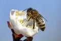 Honey bee Apis Mellifera on apricot flower, macro. detail of bee or honeybee in Latin Apis Mellifera, european or western honey