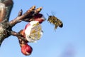 Honey bee Apis Mellifera on apricot flower, macro. detail of bee or honeybee in Latin Apis Mellifera, european or western honey