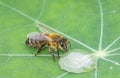 Cute honey bee, Apis mellifera, in close up drinking water from a dewy leaf Royalty Free Stock Photo