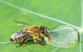 Cute honey bee, Apis mellifera, in close up drinking water from a dewy leaf Royalty Free Stock Photo