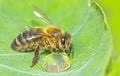 Cute honey bee, Apis mellifera, in close up drinking water from a dewy leaf Royalty Free Stock Photo