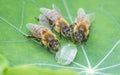 Cute honey bees, Apis mellifera, in close up drinking water from a dewy leaf