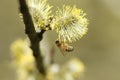 A Honey Bee, Apis mellifera, collecting pollen from the Goat Willow or Pussy Willow, Salix caprea, tree.