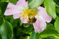 Honey bee Apis Mellifera is collecting pollen on white flower of bush dog rose. Latin rosa canina, similar to a sweet