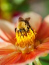 Honey bee (Apis mellifera) on dahlia flower Royalty Free Stock Photo