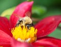 Honey bee (Apis mellifera) on dahlia flower Royalty Free Stock Photo