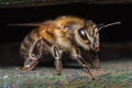 Honey Bee - Apis mellifera Royalty Free Stock Photo