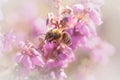 Honey bee (Apis mellifera) feeding on the Exmoor heather Royalty Free Stock Photo