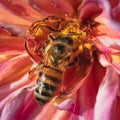 Honey bee (Apis mellifera) feeding on a wilting autumn dahlia flower Royalty Free Stock Photo