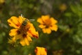 Honey bee Apis mellifera forager collects nectar from the orange flowers of Butterfly Weed Asclepias tuberosa Closeup. Copy space Royalty Free Stock Photo