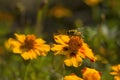 Honey bee Apis mellifera forager collects nectar from the orange flowers of Butterfly Weed Asclepias tuberosa Closeup. Copy space Royalty Free Stock Photo