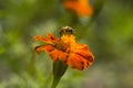 Honey bee Apis mellifera forager collects nectar from the orange flowers of Butterfly Weed Asclepias tuberosa Closeup. Copy space Royalty Free Stock Photo