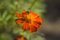 Honey bee Apis mellifera forager collects nectar from the orange flowers of Butterfly Weed Asclepias tuberosa Closeup. Copy space Royalty Free Stock Photo