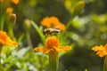 Honey bee Apis mellifera forager collects nectar from the orange flowers of Butterfly Weed Asclepias tuberosa Closeup. Copy space Royalty Free Stock Photo