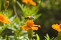 Honey bee Apis mellifera forager collects nectar from the orange flowers of Butterfly Weed Asclepias tuberosa Closeup. Copy space Royalty Free Stock Photo