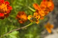 Honey bee Apis mellifera forager collects nectar from the orange flowers of Butterfly Weed Asclepias tuberosa Closeup. Copy space Royalty Free Stock Photo