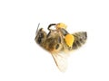 Dead honeybee with pollen baskets Apis mellifera