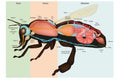 Honey Bee Apis mellifera, internal Anatomy and Physiology. Bee Sectional Anatomy Diagram