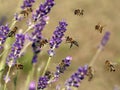 Honey bee, apis mellifera pollinating lavender flowers, close up of bees collecting nectar and pollen on purple flower Royalty Free Stock Photo