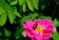 A Honey Bee Apis mellifera pollinating a pink flower Royalty Free Stock Photo