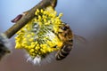 Honey bee Apis mellifera pollinating yellow flower of Goat Wil Royalty Free Stock Photo