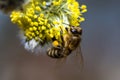 Honey bee Apis mellifera pollinating yellow flower of Goat Wil Royalty Free Stock Photo