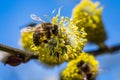 Honey bee Apis mellifera pollinating yellow flower of Goat Wil Royalty Free Stock Photo