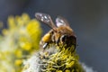 Honey bee Apis mellifera pollinating yellow flower of Goat Wil Royalty Free Stock Photo