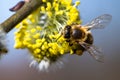 Honey bee Apis mellifera pollinating yellow flower of Goat Wil Royalty Free Stock Photo