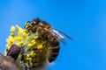 Honey bee Apis mellifera pollinating yellow flower of Goat Wil Royalty Free Stock Photo