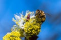 Honey bee Apis mellifera pollinating yellow flower of Goat Wil Royalty Free Stock Photo