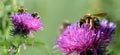 Honey bee Apis mellifera on purple thistle flower.