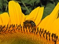 Honey bee (Apis mellifera) on sunflower flower.