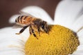 Honey bee (Apis mellifera) on white Montauk Daisy flower Royalty Free Stock Photo