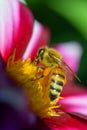 Honey bee Apis mellifera on white red dahlia Royalty Free Stock Photo