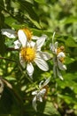 Honey bee (apis) perched on a flower of a Mexican Tree Daisy (montanoa bipinnatifida)