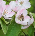 Honey bee on apple tree flower blossom Royalty Free Stock Photo