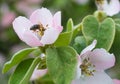 Honey bee on apple tree flower blossom Royalty Free Stock Photo