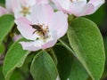 Honey bee on apple tree flower blossom Royalty Free Stock Photo