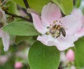 Honey bee on the apple tree flowers blossom closeup Royalty Free Stock Photo