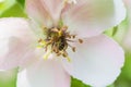 Honey bee on the apple tree flowers blossom closeup Royalty Free Stock Photo