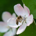 Honey bee on the apple tree flowers blossom closeup Royalty Free Stock Photo
